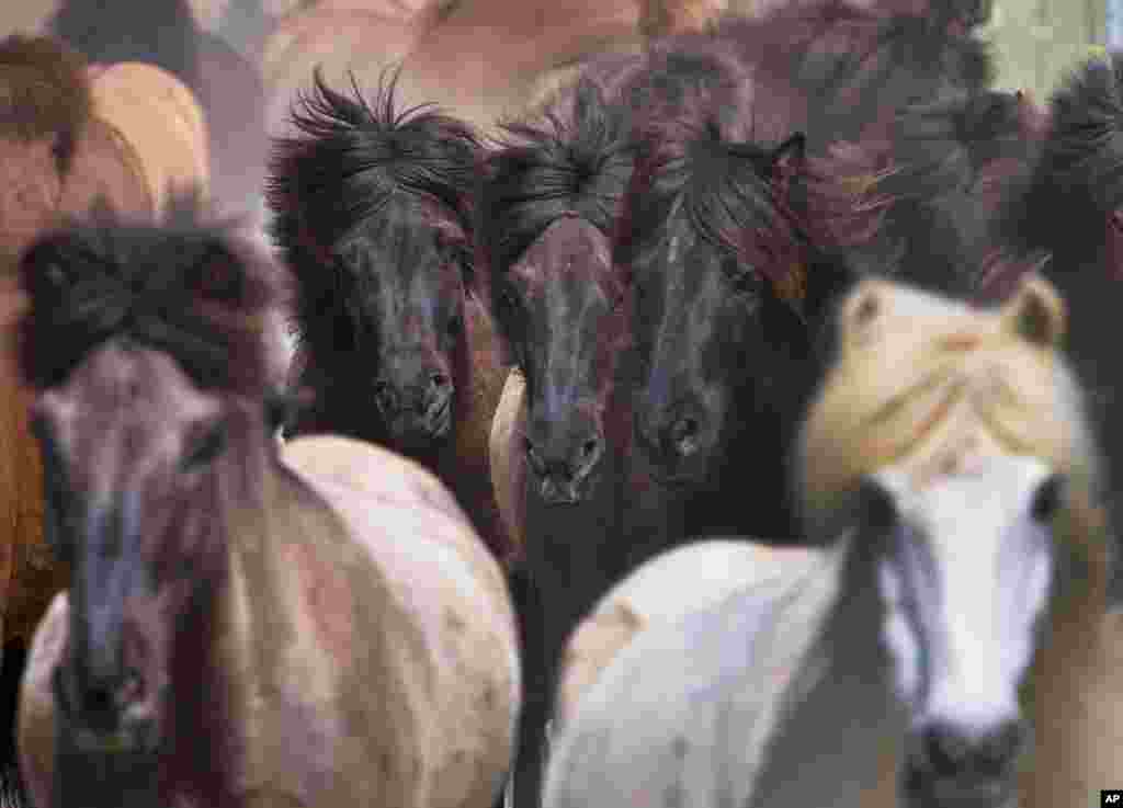 Iceland horses are driven back from their willow to the stables on a stud in Wehrheim near Frankfurt, Germany.