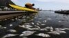 32 Tons of Dead Fish Cleared Out of Rio Olympic Rowing Venue