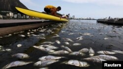 Dead fish are pictured next to a rowing athlete as he puts his boat in the water before a training session at the Rodrigo de Freitas lagoon, in Rio de Janeiro, April 13, 2015.