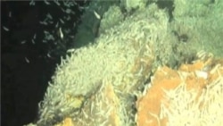 Unique Species of Shrimp, Anemones Thrive Near Caribbean Seafloor Vents