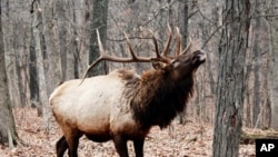 Missouri plans to transport 150 elk from other states over the next few years. State officials hope the population will grow to about 500 animals.