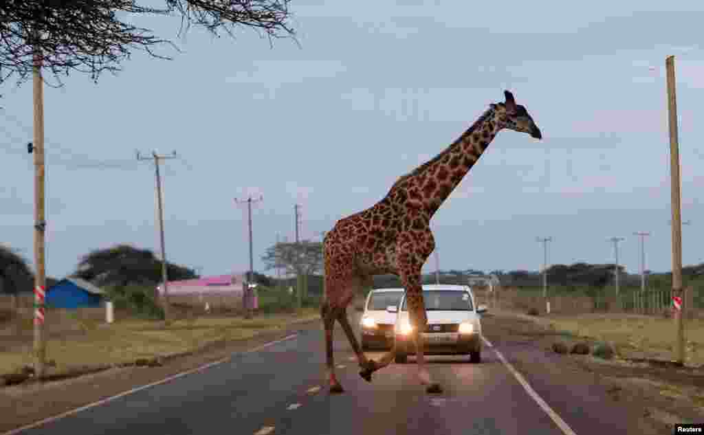 A giraffe crosses a road laced in the Kimana Sanctuary in Kimana, Kenya.