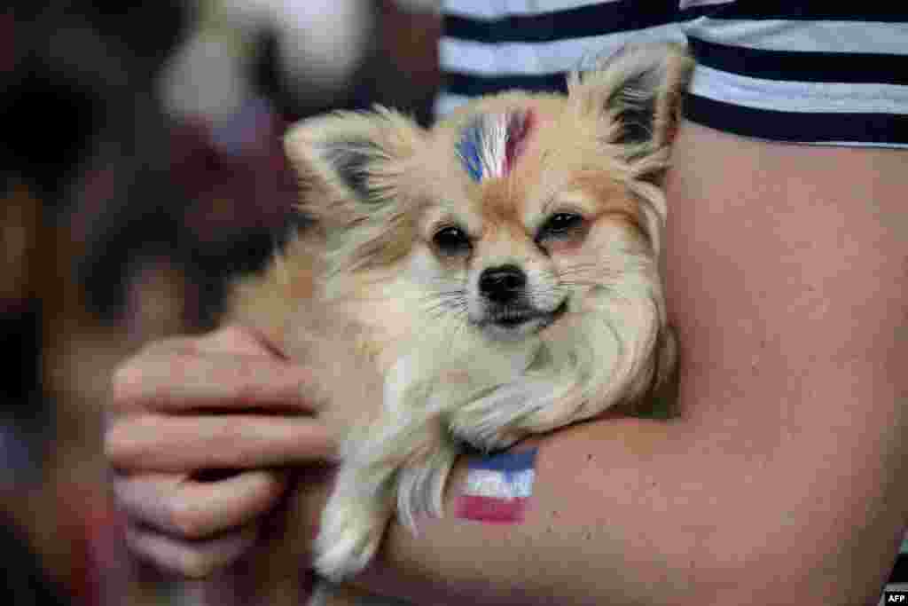 A dog has the colours of the French national flag painted on its fur, as France's fans gather in Strasbourg, Russia.