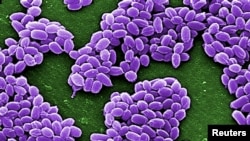 FILE - Spores from the Sterne strain of anthrax bacteria (Bacillus anthracis) are pictured in this handout scanning electron micrograph (SEM) obtained by Reuters May 28, 2015.