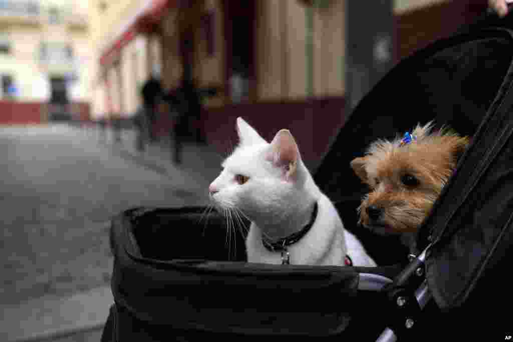 A cat and a dog sit inside a baby stroller in Seville, Spain, June 19, 2021.