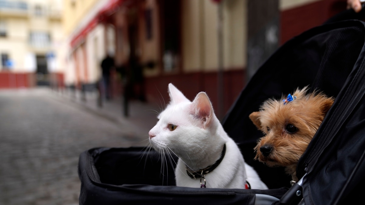 Quiz What Happens to Pets When Couples Break Up