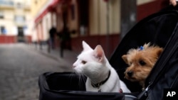 A cat and a dog sit inside a baby stroller in Seville, Spain, Saturday, June 19, 2021.