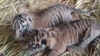 Harimau Sumatera Melahirkan di Australia