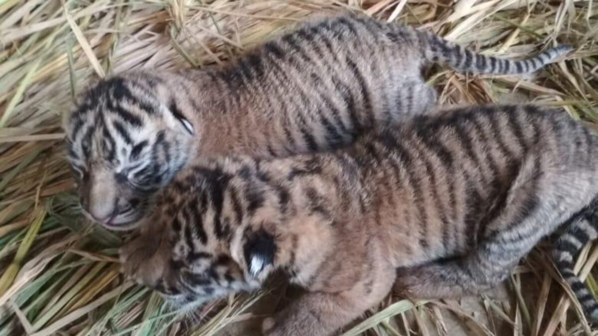 Seekor Bayi Harimau Sumatera Mati Di Tmsbk Bukittinggi