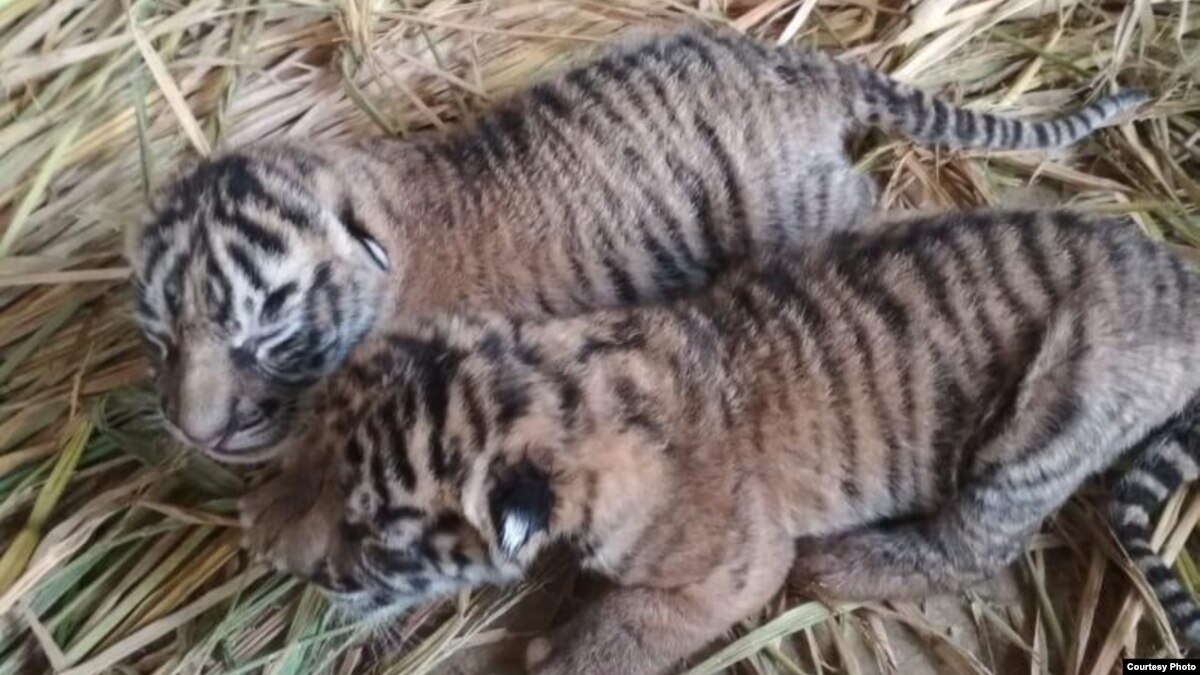 Seekor Bayi Harimau Sumatera Mati di TMSBK Bukittinggi