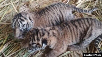 Unduh 4000 Koleksi Gambar Hewan Harimau Sumatera Terbaru Gratis