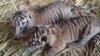 Dua bayi harimau sumatera berjenis kelamin jantan dan betina yang lahir di Taman Margasatwa dan Budaya Kinantan (TMSBK) Bukittinggi, Sumatera Barat. (Foto: TMSBK Bukittinggi.)