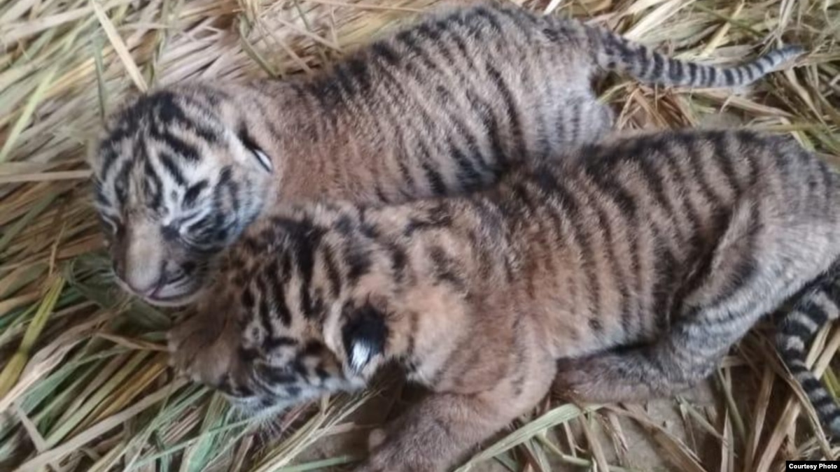 Dua harimau Sumatera yang lahir di kebun binatang di Sydney, Australia | Sumber: VOA Indonesia