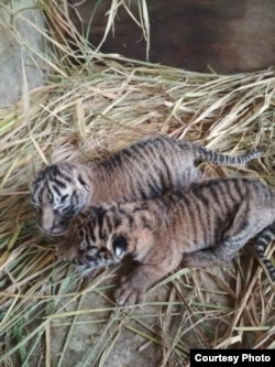 Dua bayi harimau sumatera berjenis kelamin jantan dan betina yang lahir di Taman Margasatwa dan Budaya Kinantan (TMSBK) Bukittinggi, Sumatera Barat. (Foto: TMSBK Bukittinggi.)