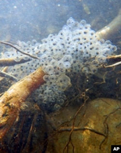 This March 17, 2017, photo provided by the National Park Service shows an egg mass from the California red-legged frog, found in a stream in the Santa Monica Mountains near Los Angeles.