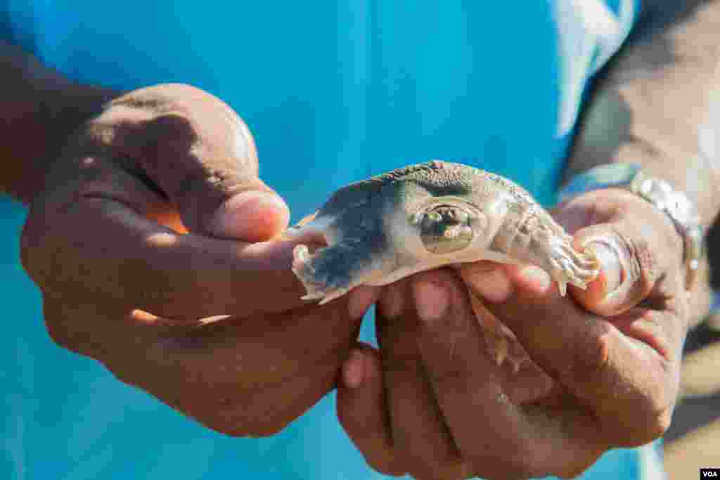 A baby Giant Cantor Soft-shell Turtle (Pelochelys cantorii), 10-months old, is readied to be released back into the river after being kept at the Mekong Turtle Conservation Centre in Kratie province, on November 25, 2016. (Khan Sokummono/VOA)