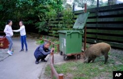Meningkatnya populasi menyebabkan perjumpaan antara manusia dan babi hutan semakin sering, dimana babi hutan sering muncul di jalanan, lingkungan perumahan, dan bahkan pusat perbelanjaan (foto: AP Photo/Vincent Yu)