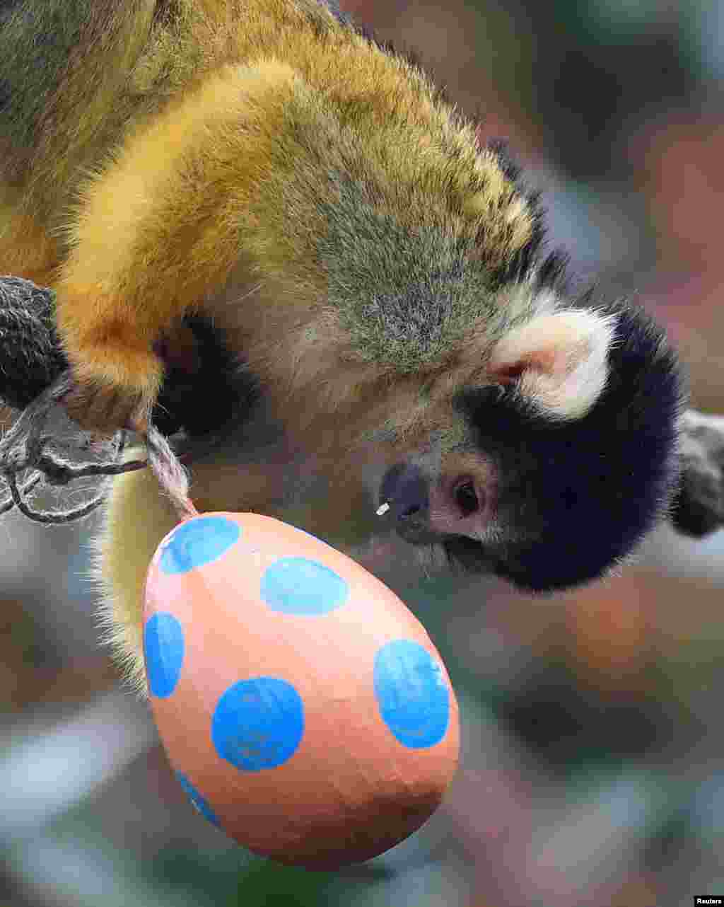 تصویری از میمون سنجابی در حال خوردن تخم مرغ رنگی در باغ وحش لندن &nbsp;