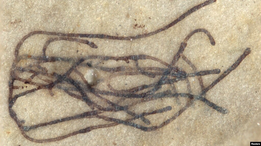 A green seaweed fossil from China dating back 1 billion years is seen using a microscope in this photograph released by Virgina Tech in Blacksburg, Virginia U.S. February 24, 2020. (Virginia Tech/Handout via Reuters)