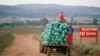 FILE - Farm workers harvest cabbages at a farm in Eikenhof, near Johannesburg, South Africa, May 21, 2018. 