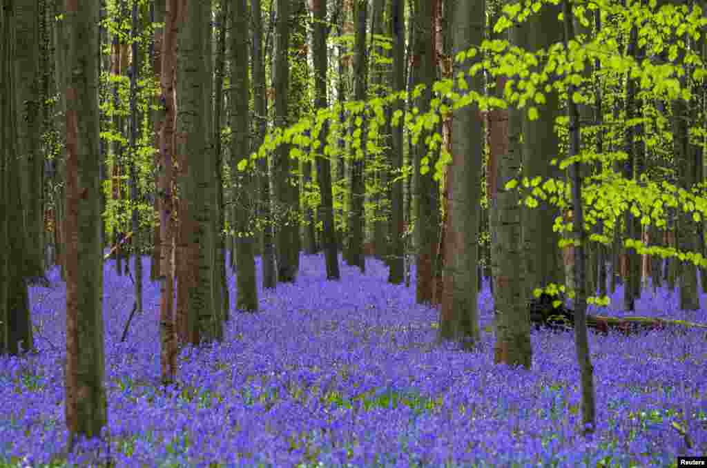 4月中旬开花的风信子让比利时哈莱称附近的哈勒森林，也称&ldquo;蓝色森林&rdquo;的地面像是铺上了蓝色地毯。