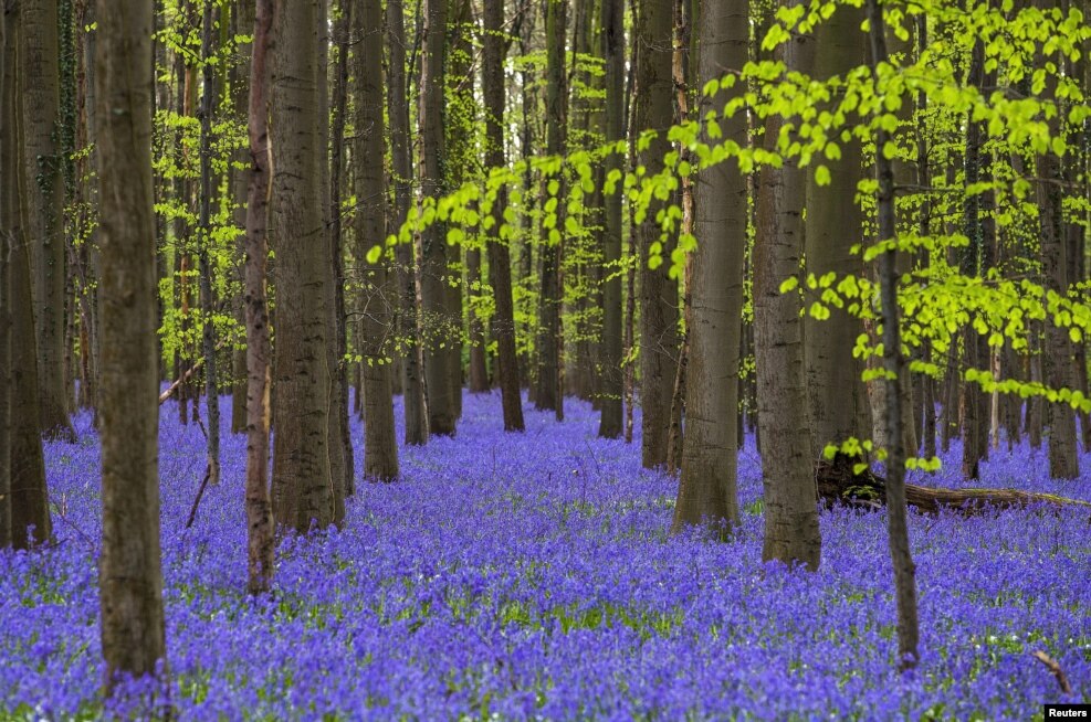 Wild bluebells, which bloom around mid-April, turning the forest completely blue, form a carpet in the Hallerbos, also known as the &quot;Blue Forest&quot;, near the Belgian city of Halle, Belgium, April 17, 2016.