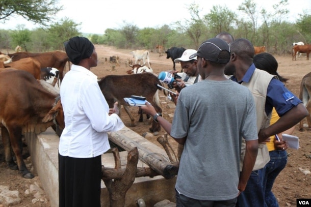 Nurse Dube, one of the farmers in Lupane district who switched to cattle ranching, says her livestock now have a reliable source of water and food, which helps her have a source of income. (s. Mhofu for VOA)