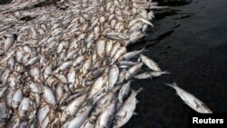 FILE - Dead fish are seen at a pond on the outskirts of Wuhan, Hubei province, April 21, 2009. Another massive fish kill in China has sparked a Tibetan protest against mining operations. 