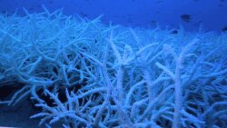 Ancaman terhadap eksistensi spesies laut seperti terumbu karang terus meningkat.