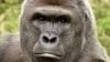 โลกออนไลน์ล่ารายชื่อเรียกร้องความยุติธรรมให้ 'ลิงกอริลล่าฮารัมบี้' ที่ถูกสังหารในสวนสัตว์ซินซินเนติ