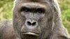 Kebun Binatang Cincinnati Bela Keputusan Bunuh Gorila