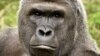 Killing of Gorilla at US Zoo Causes Uproar