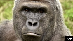 This undated photo obtained May 30, 2016 courtesy of the Cincinnati Zoo shows gorilla Harambe. Workers at the Cincinnati Zoo in the US state of Ohio shot and killed a gorilla on May 28, 2016 after a three-year-old boy fell into its enclosure, officials said.