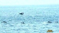 Полювання касаток на дельфінів