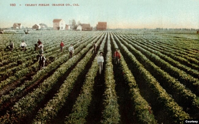 Một thửa ruộng trồng rau cần tây năm 1900, đâu đó trong vùng đất Westminster hay Midway City hiện nay. (Hình: OC Archives)