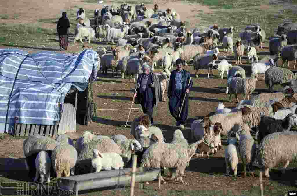 عشایر منطقه &laquo;خان لیلی&raquo; در نزدیکی قصرشیرین استان کرمانشاه که در تولید پشم، گوشت و فراورده های لبنی فعالند. عکس: بهمن زارعی