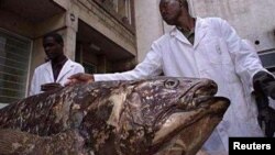 Staff of department of Fish Studies at the National Museum of Kenya display a Coelacanth fish caught by Kenyan fishermen at the coastal town of Malindi in November 19, 2001 file photo. Reuters