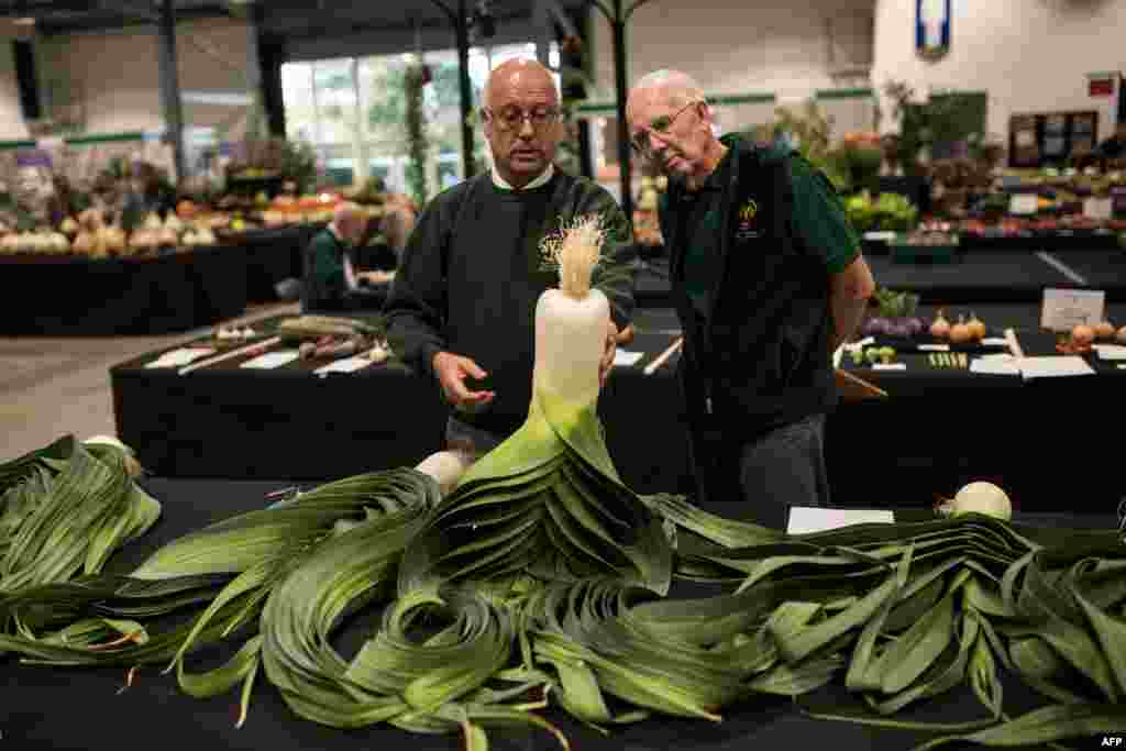 A judge inspects leeks on the first day of the Harrogate Autumn Flower Show held at the Great Yorkshire Showground, in Harrogate, northern England.