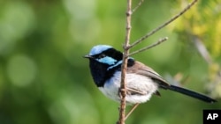 This photo provided by Jessica McLachlan shows a fairy-wren. (Jessica McLachlan)