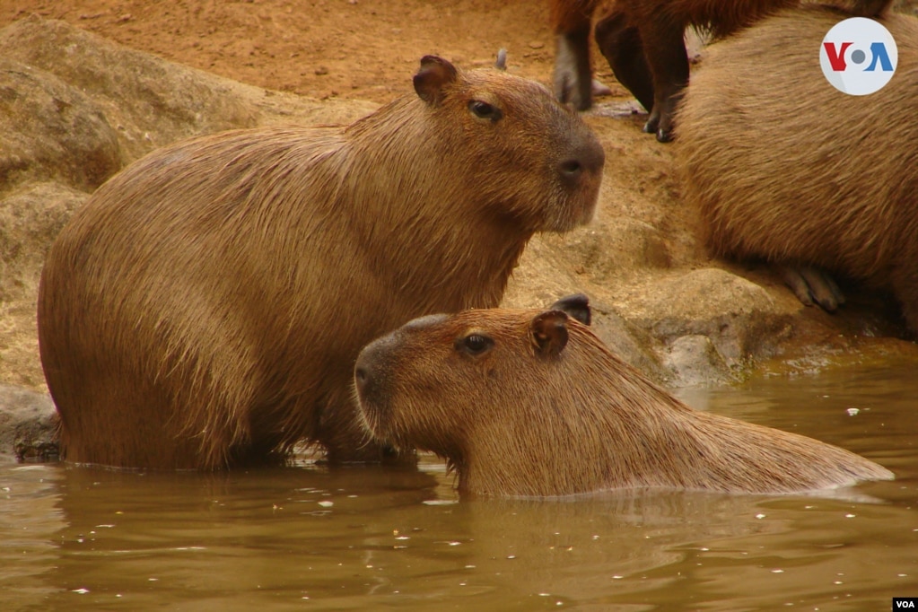 Uno de los paseos familiares de fin de semana en Cali, capital del Valle del Cauca, es visitar los animales en el zoológico de la ciudad, uno de los más grandes y frecuentados de todo el territorio colombiano.