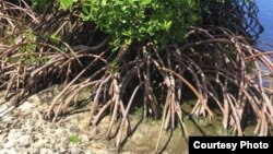 Mangroves excel at capturing and storing carbon.Credit: Stefanie Simpson