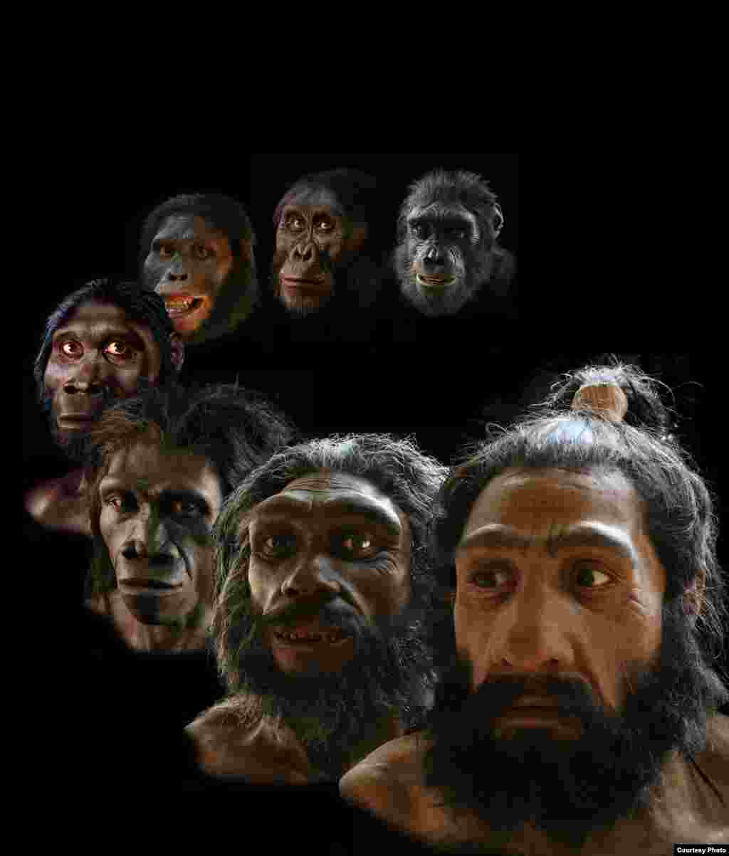 Rekonstruksi yang dilakukan seniman John Gurche mencakup lebih dari periode enam juta tahun evolusi manusia. (John Gurche, &ldquo;Shaping Humanity&rdquo;)