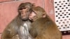 Monkeys Cause Problems Around India's Capital