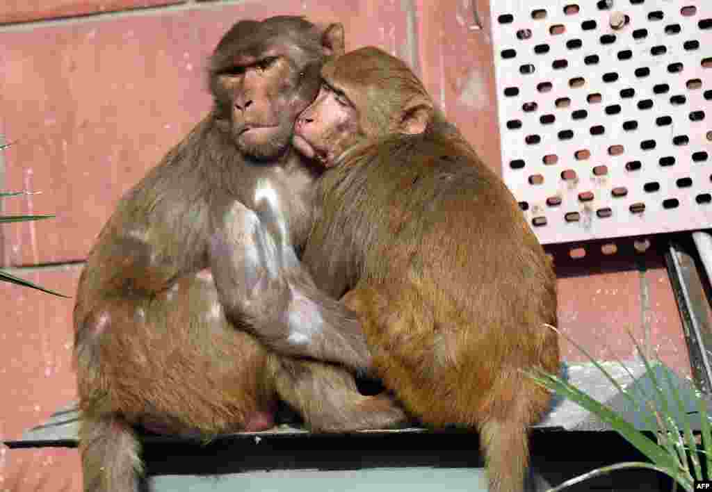 A pair of monkeys rest together at Parliament House in New Delhi, India.