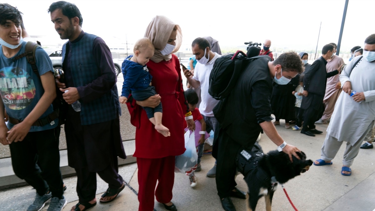 AS Bantah Telantarkan Anjing di Bandara Kabul - Vimarsana News