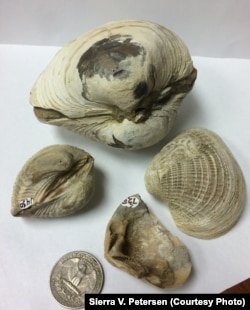 Four bivalve specimens from Antarctica’s Seymour Island analyzed in the University of Michigan-led study, showing the range of sizes of the different mollusks.