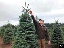 In this November 2018 photo, Casey Grogan, owner of Silver Bells Tree Farm and president of the Pacific Northwest Christmas Tree Association, trims a noble fir at his 400-acre Christmas tree farm in Silverton, Ore. (AP Photo/Gillian Flaccus)