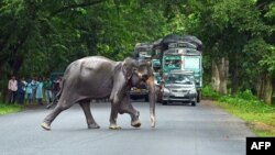 بھارتی ریاست آسام میں ایک ہاتھی سڑک عبور کر رہا ہے اور بس اس کے انتظار میں رکی ہوئی ہے۔ فائل فوٹو