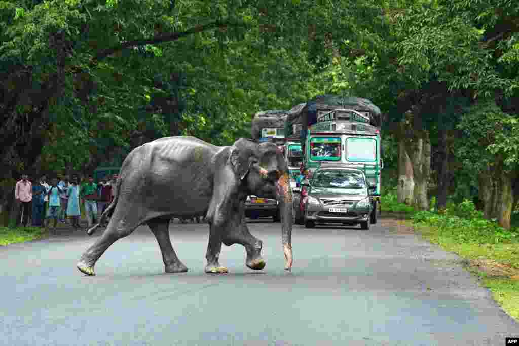 인도 아삼주 카지랑가국립공원이 홍수로 범람한 가운데, 야생 코끼리 한 마리가 고속도로를 가로질러 마른 땅을 찾아가고 있다.