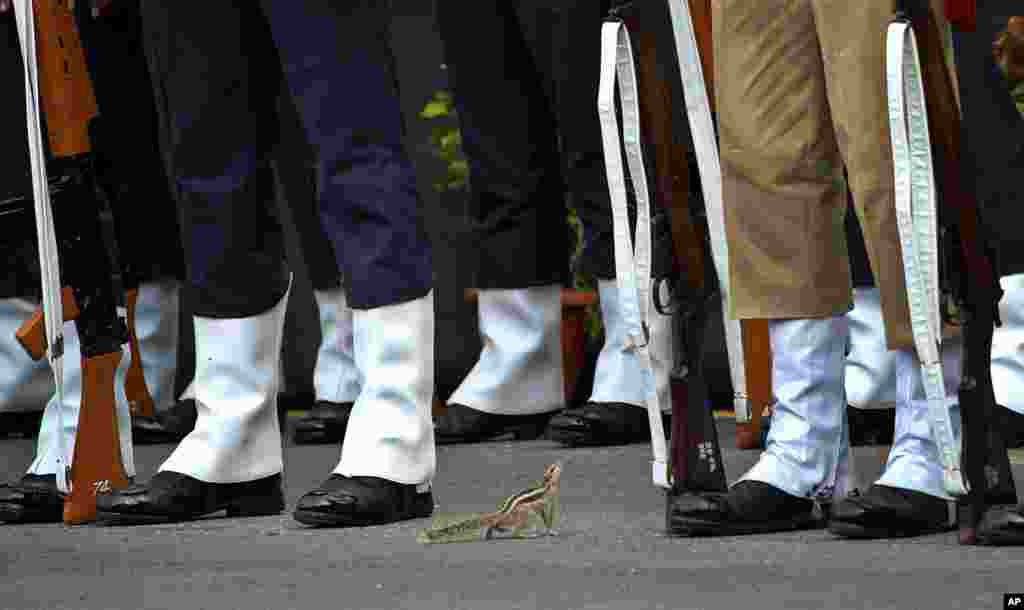 A squirrel approaches Indian soldiers who rehearse for the Independence Day celebrations in New Delhi, India.